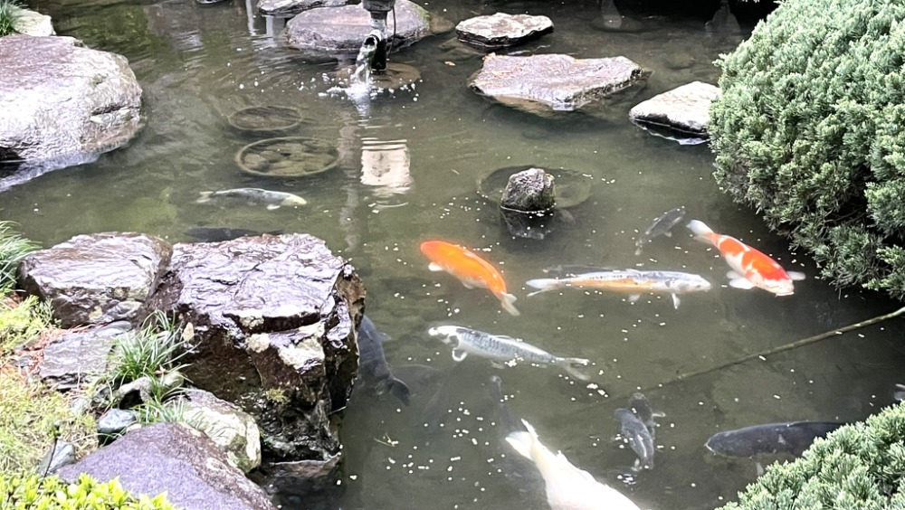 池メンテナンス1